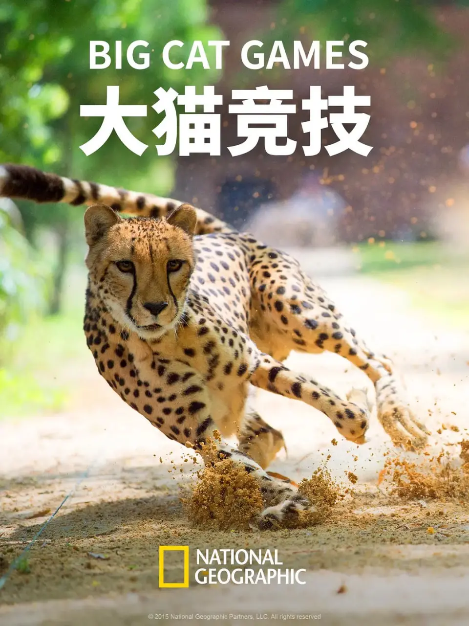 《大猫竞技》：是萌宠的欢乐盛宴？还是硬核的策略对决？